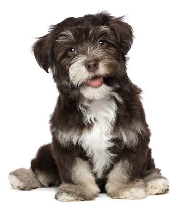 Rover.com blog: How to Socialize Your Puppy // A chocolate Havanese puppy dog (Photo credit: iStock)