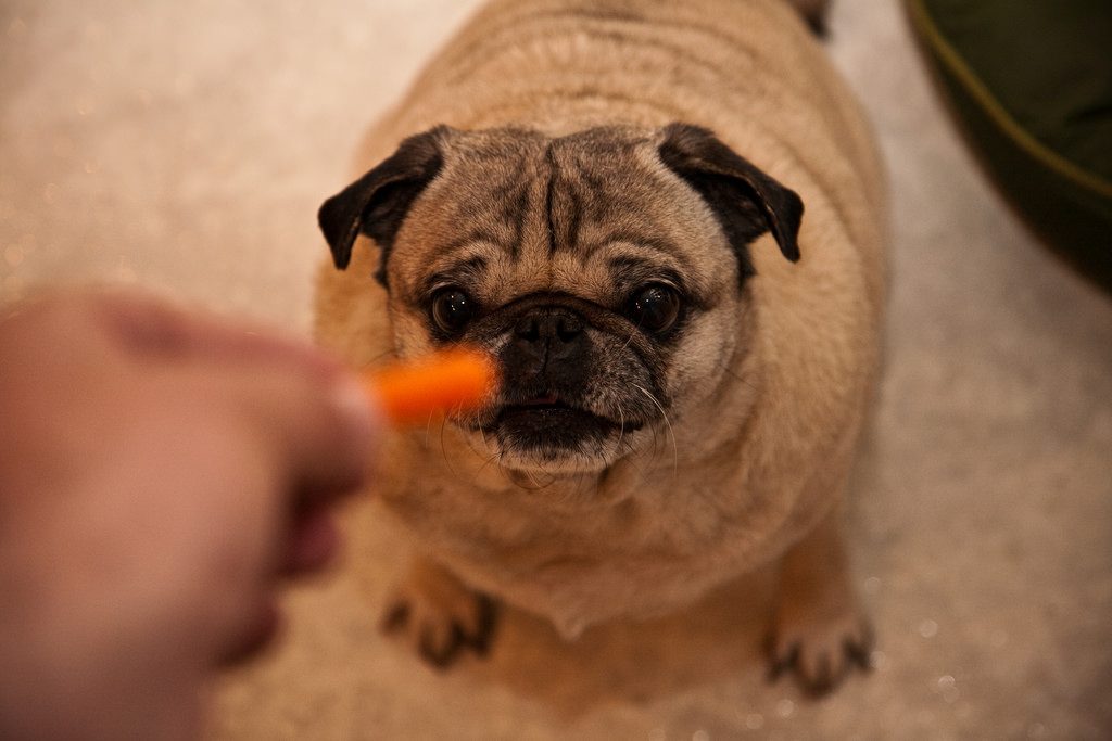 vegan-carrot-pug