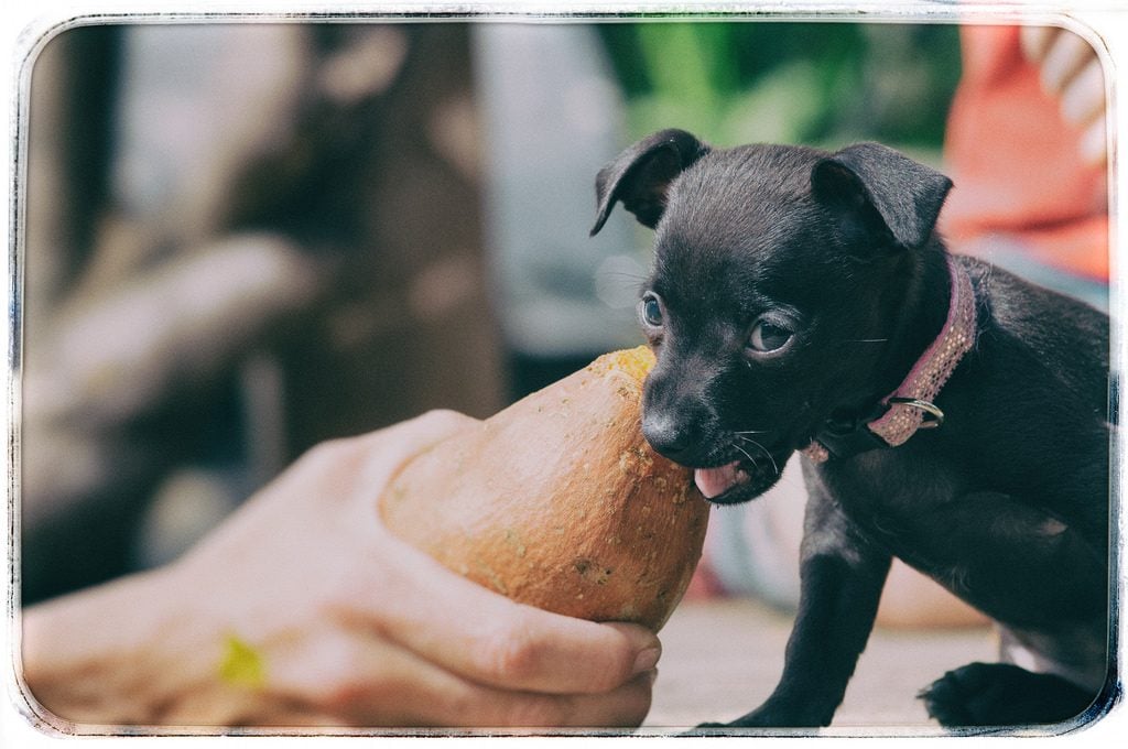 Vegan Dogs: Is a Vegan Diet Healthy for Your Dog?