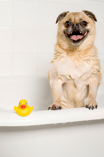 Dog hacks: Giving your dog a bath // Rover.com blog (Source: iStockphoto)
