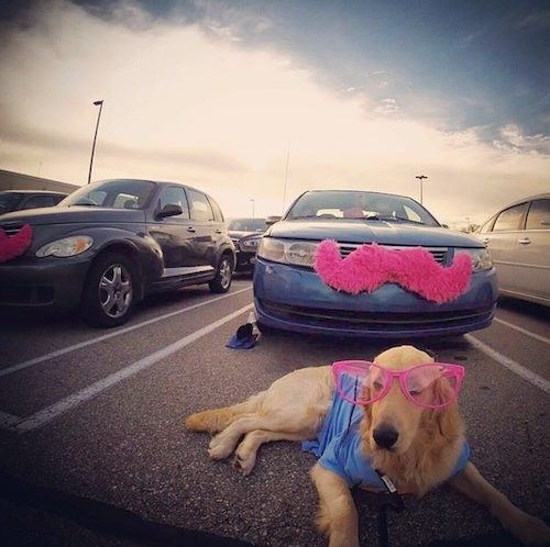 Looking good! This Golden Retriever is all about looking good during his Lyft ride. // Rover.com Blog Looking good! This Golden Retriever is all about looking good during his Lyft ride. // Rover.com Blog