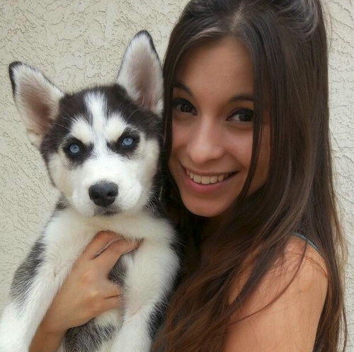 A Husky who took a #RoverLyfts ride during Canine Coworkers Day! // Rover.com Blog A Husky who took a #RoverLyfts ride during Canine Coworkers Day! // Rover.com Blog