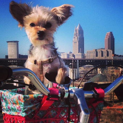 A lucky Yorkie who commutes both by Lyft and by bicycle // Rover.com Blog A lucky Yorkie who commutes both by Lyft and by bicycle // Rover.com Blog