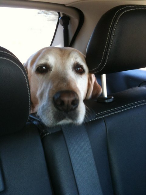 backseatdog