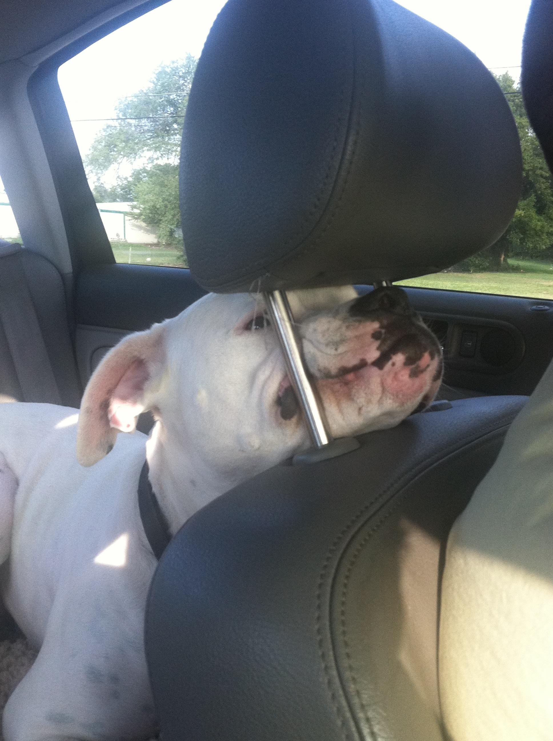 dogbackseat