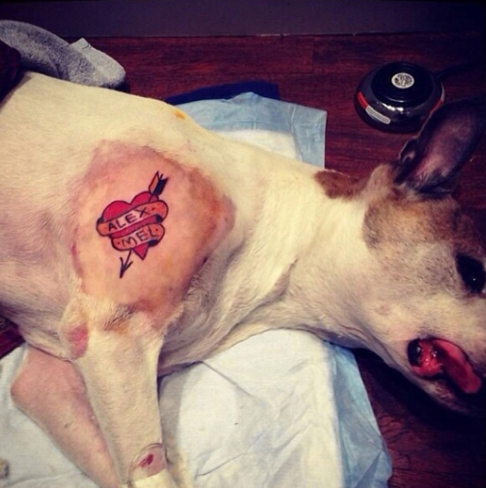 Dog Tattoos NY