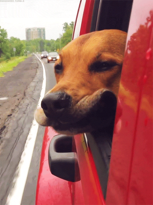 flappy dog face gif
