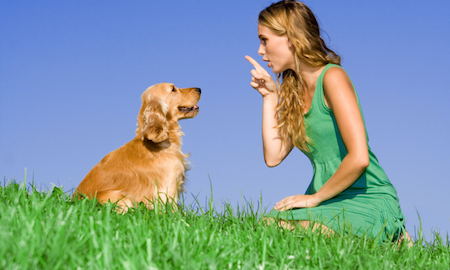 A Golden Retriever gets trained // Photo credit: iStock