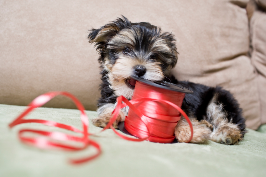 My Dog Swallowed what?! How to make sure your dog stays healthy