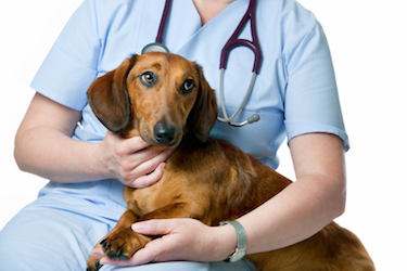 Dachshund at a vet appointment: Rover.com blog // Photo credit: iStock