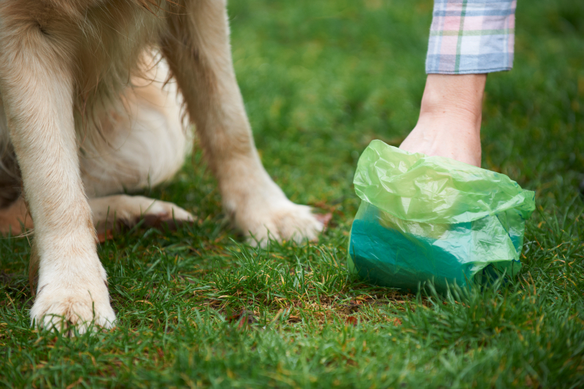 If You Use Biodegradable Poop Bags You Need To Read This