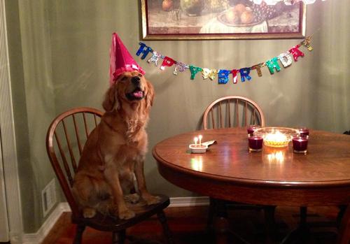 Party dog