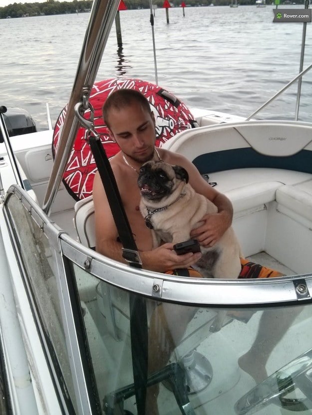 pug dog boating vacation 