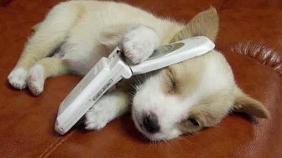 Puppy on a cell phone