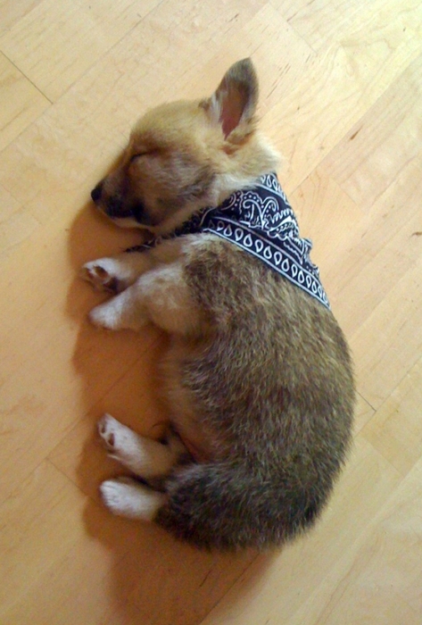 Sleeping corgi