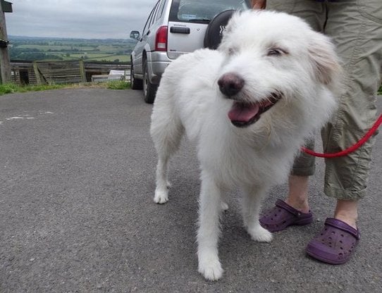 Dolly Parton offers to adopt sweet dog abandoned at music festival - Rover  Blog