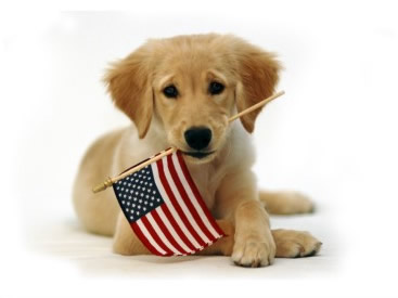All American dog, lab puppy, labrador retriever