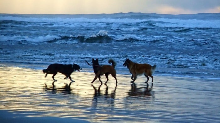 Best Nc Beaches For Dogs Best Nc Beaches For Dogs