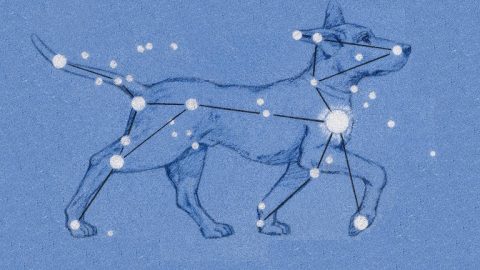 Canis Major illustration, dog astrology