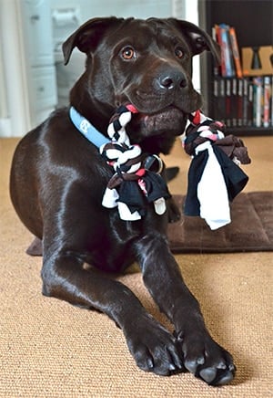 DIY Tshirt Rope Toy