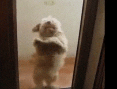 I'm so excited Funny Dog Dance Gif