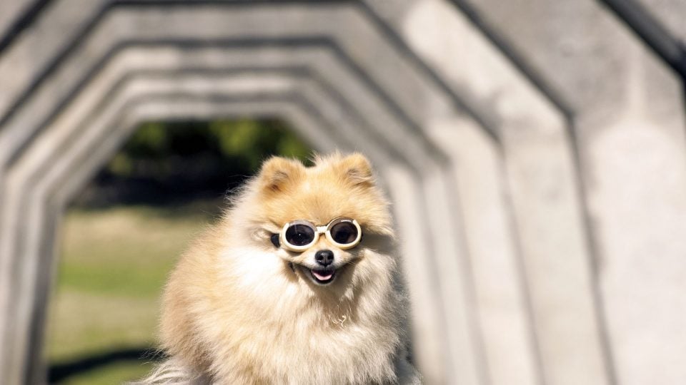 The Top 5 Dog Parks in the Seattle Area The Dog People by