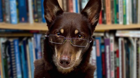 Dog librarian - summer dog books