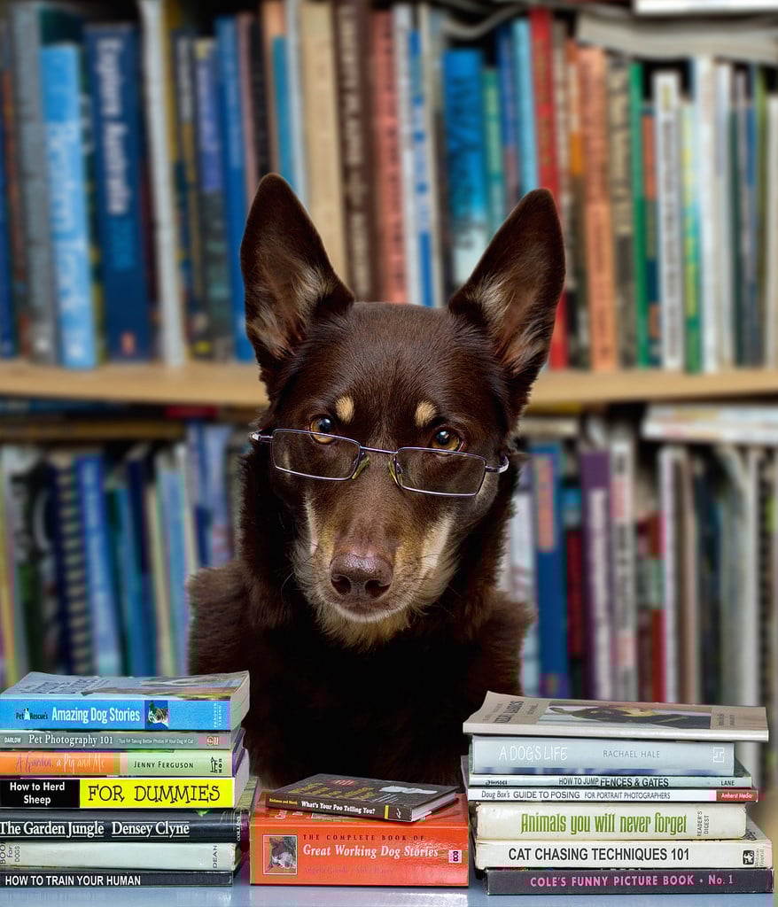 Top 10 dog books Essential summer reading for dog lovers