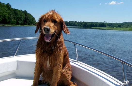 Dog on a boat