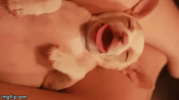 https://www.rover.com/blog/wp-content/uploads/2014/07/dreaming-dog-11.gif