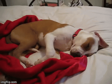 dreaming jack russell terrier, sleeping jack russell terrier