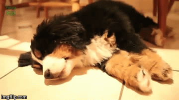 dreaming bernese puppy, bernese mountain dog