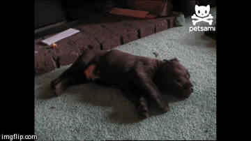 https://www.rover.com/blog/wp-content/uploads/2014/07/dreaming-dog-4.gif
