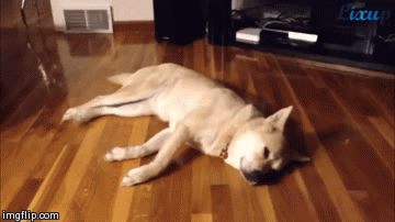 https://www.rover.com/blog/wp-content/uploads/2014/07/dreaming-dog-8.gif