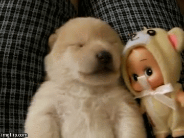 dog dreaming with baby doll