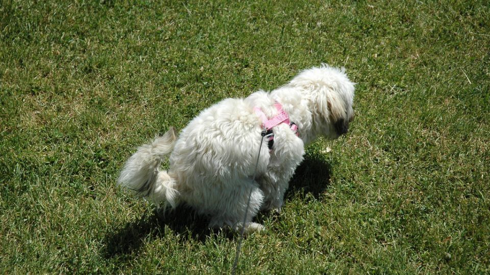 Dog Training Poop In House Dog Training Poop In House