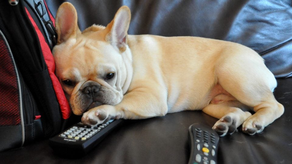 French bulldog with remotes - toys to keep dogs busy