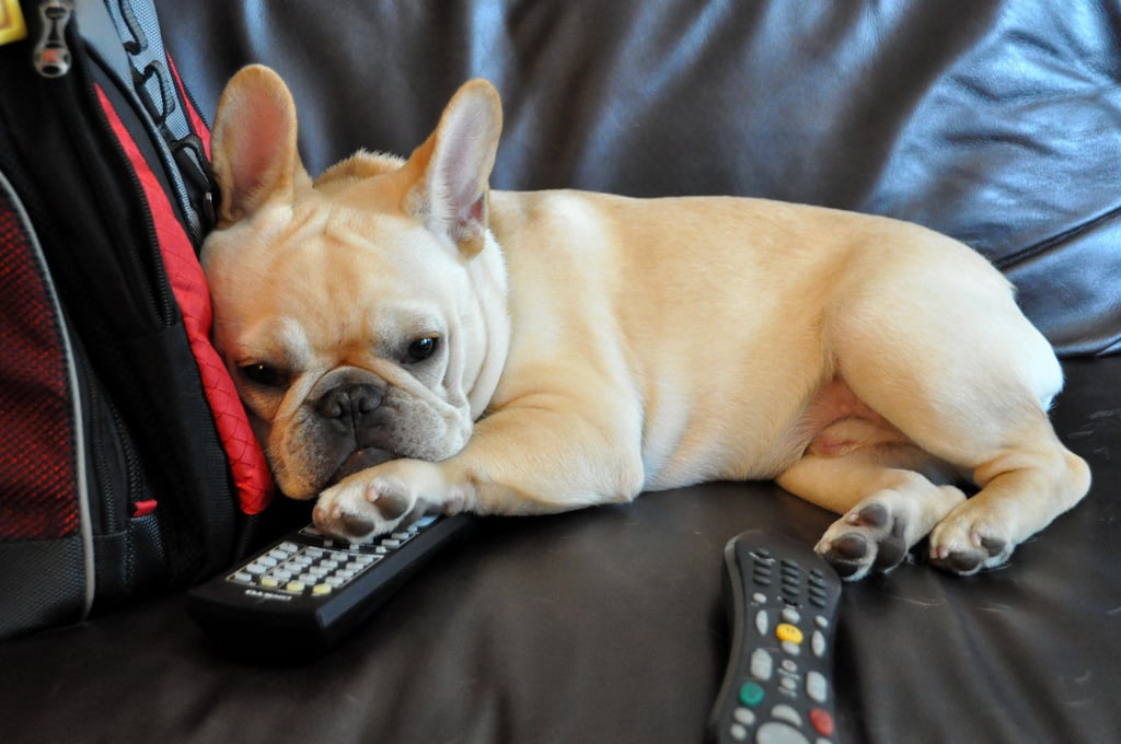 What's the Best TV for Dogs, and Do They Really Like It?