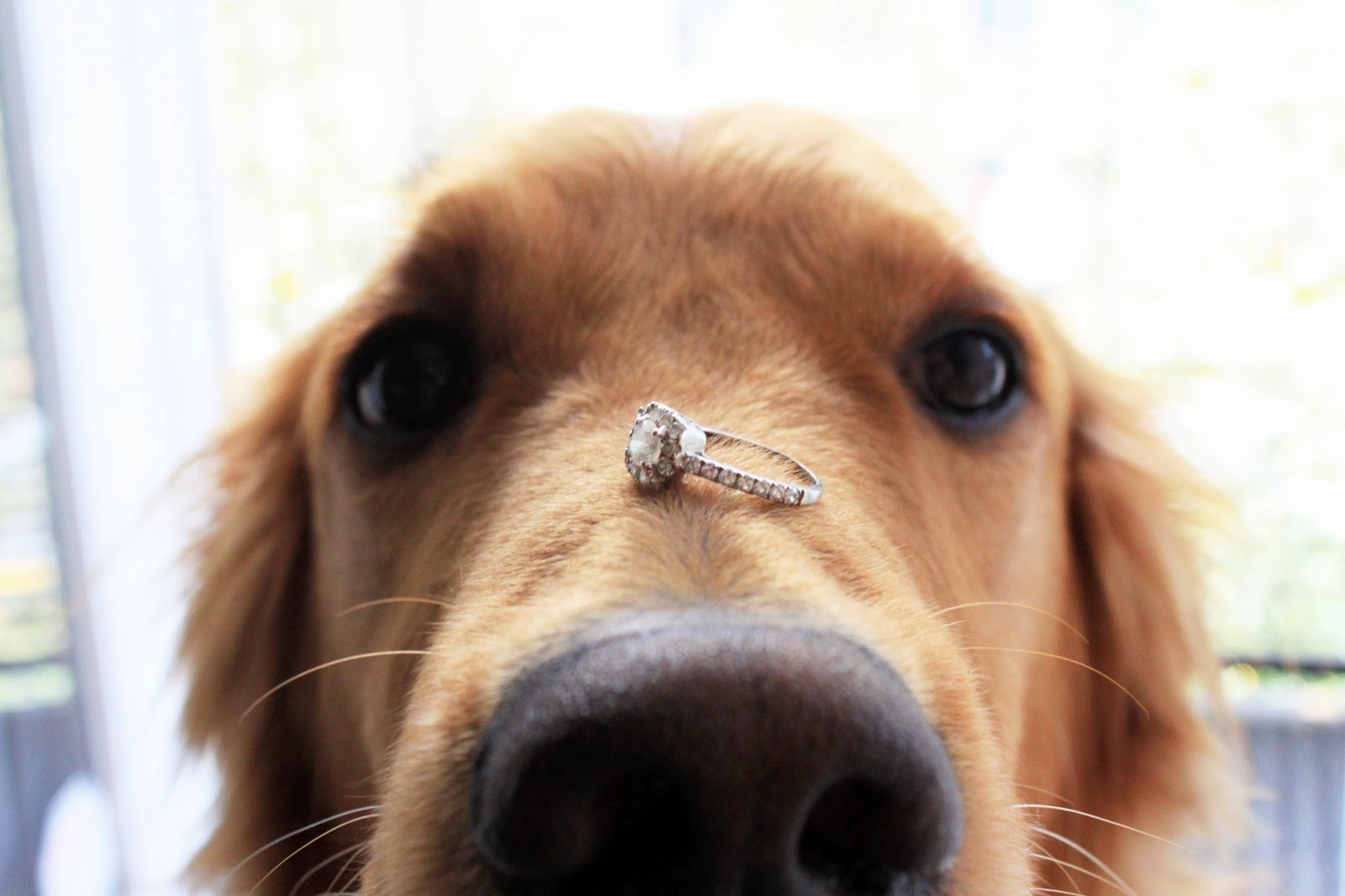 Will You Marry Me Dog Collar Will You Marry Me Dog Collar