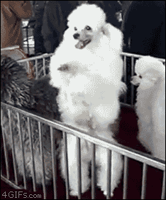 Elegant Poodle Rhumba Funny Dog Dance Gif