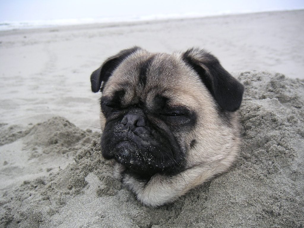 Pug buried in the sand - dog to the beach