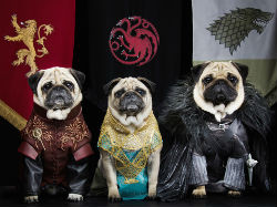 pugs of westeros