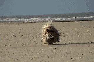 Doggie Dance Off Starring Nathan The Dancing Dog Rover Blog