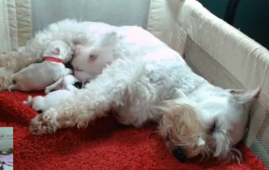 puppy cams the best puppy live cams on the entire rover puppy cams the best puppy live cams on the entire rover