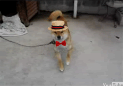 Doggie Dance Off Starring Nathan the Dancing Dog | Rover blog
