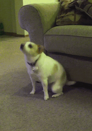 terrier-two-step-dog-dance.gif