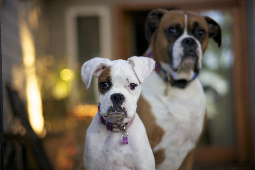 Two boxer dogs - boxer personality