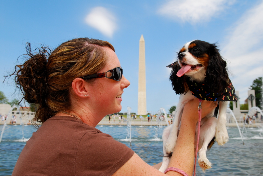 Washington DC dog events, king charles spaniel, washington monument