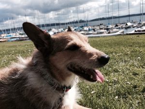 Corgi on a walk