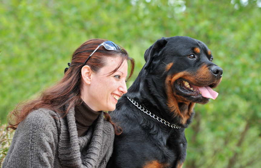 rottweiler reason 5 reasons a rottweiler may be the breed for you rottweiler reason 5 reasons a rottweiler may be the breed for you